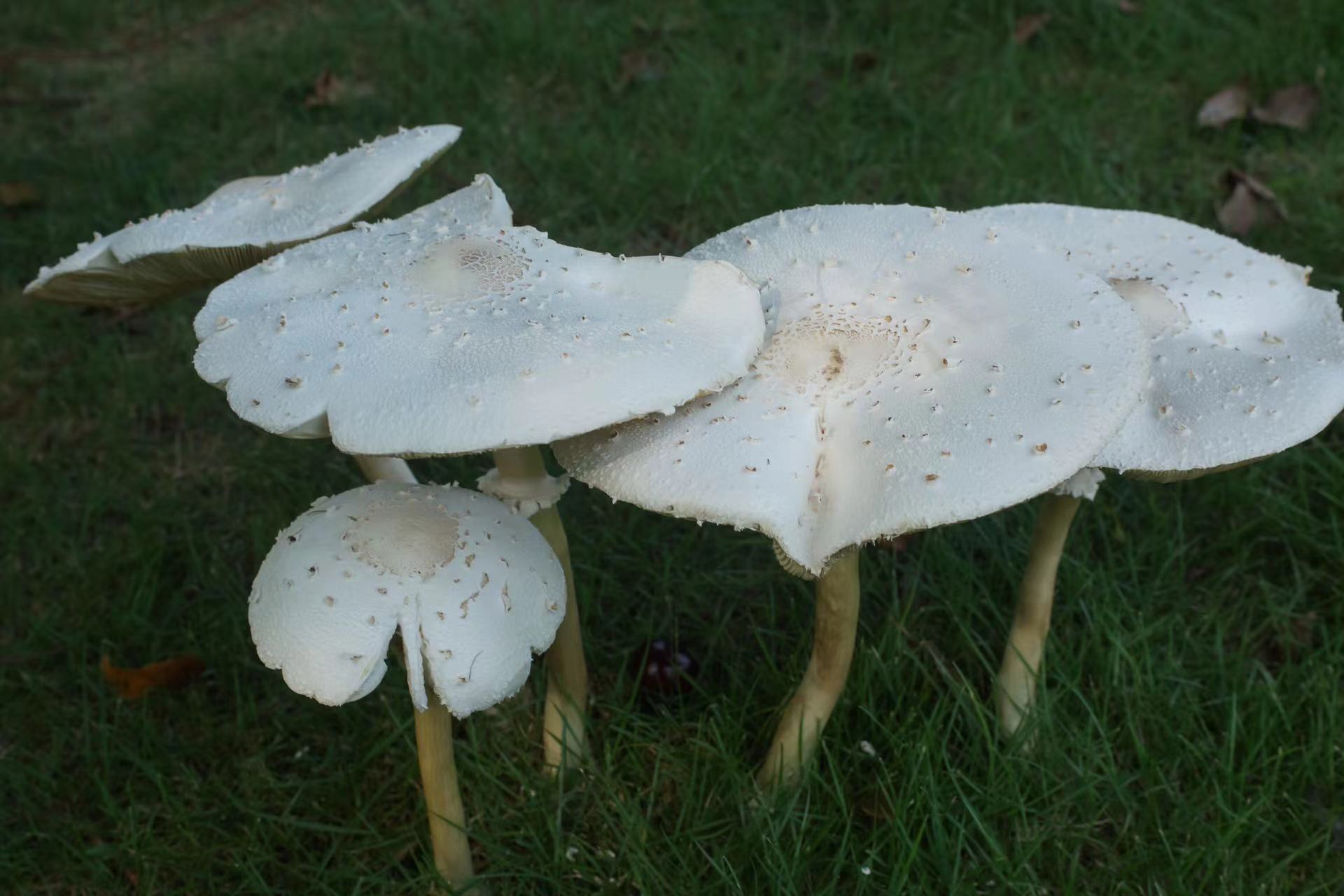 路边的野蘑菇不要采并非所有毒蘑菇都鲜艳
